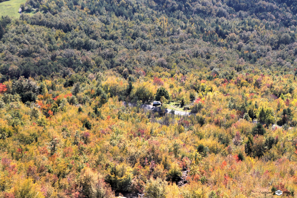 foliage